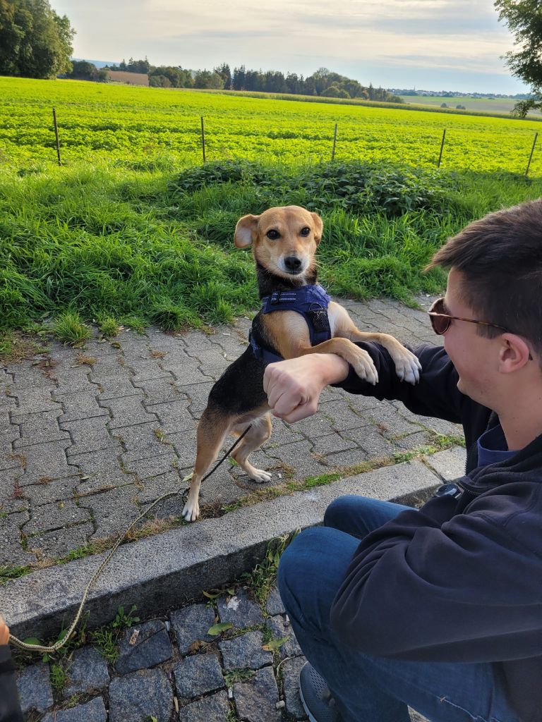 Ein Hund steht auf ihren Hinterläufen auf einem Gehweg und schaut in die Kamera. Ihre Vorderläufe hat sie auf einem Arm abgelegt, den ihr ein Mann horizontal hinhält.